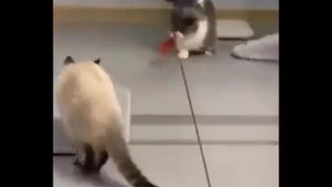 Cats being so funney