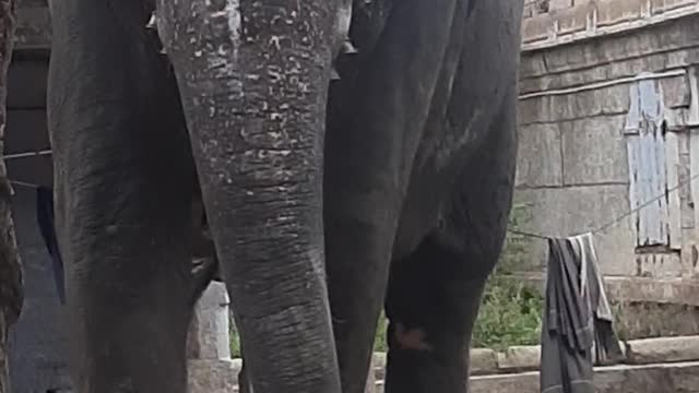 Elephant Video