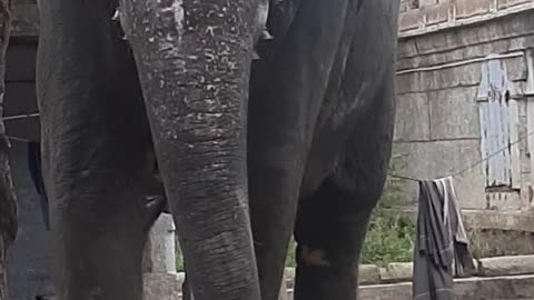 Elephant Video