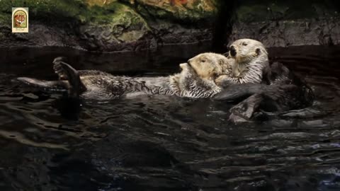 Cute Otter's Bathing 4K