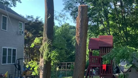 Tree vs Playhouse