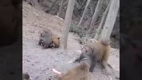 Cute monkey play on the ground