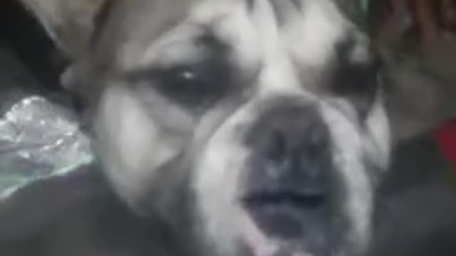 French bulldog begging song