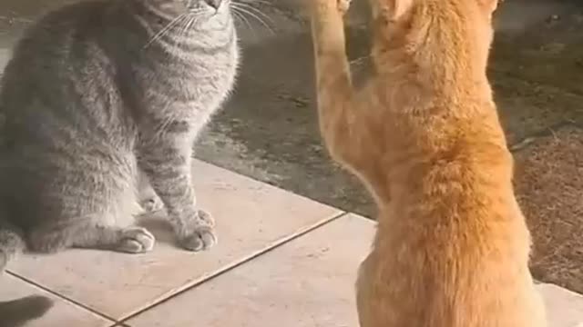 So cute funny cat video#catvideo #funnycatvideo #funnyanimalsvideo