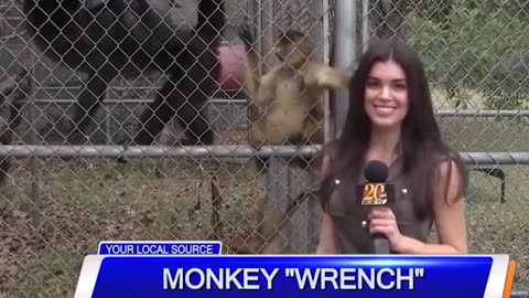 Funny monkey 3