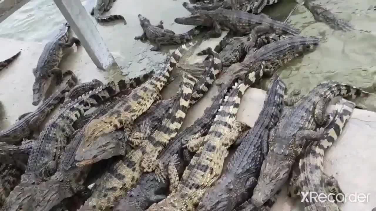 Need worker to care for crocodiles