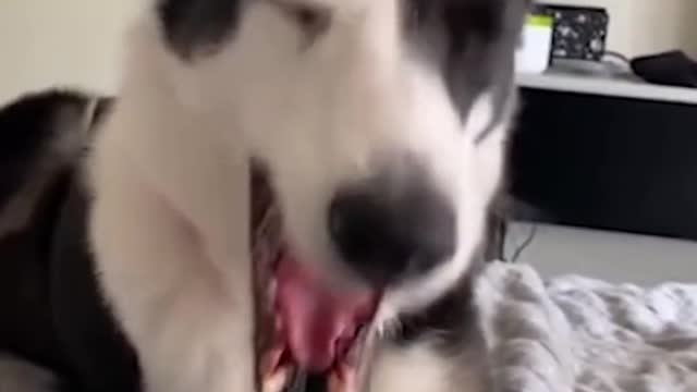 Funny dog will make you laugh
