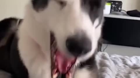 Funny dog will make you laugh