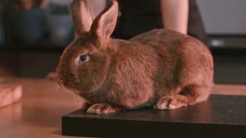 Brown rabbit sitting on black board