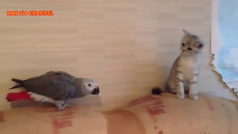 Cats and parrots