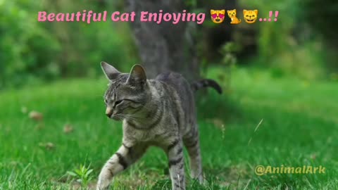 Cute Little Cat 😸😸🐈🐈..!!