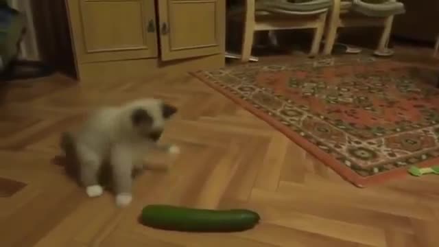 Funny cats scared of cucumbers cat vs cucumber compilation Funny Cat Compilation