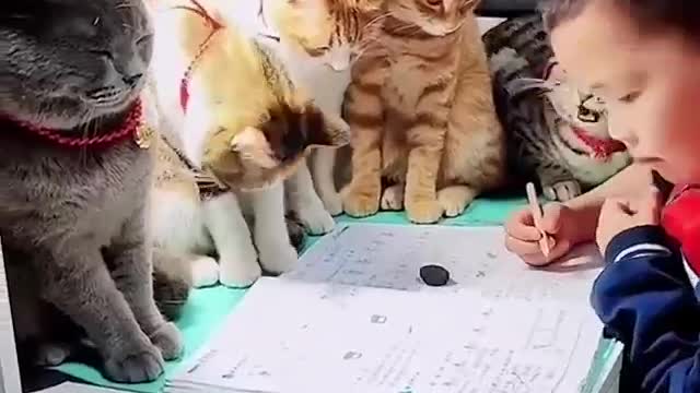 Cats with teacher in their school