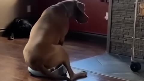 Funny dogs video || Part- 4