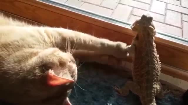 animals becoming people...hilarious