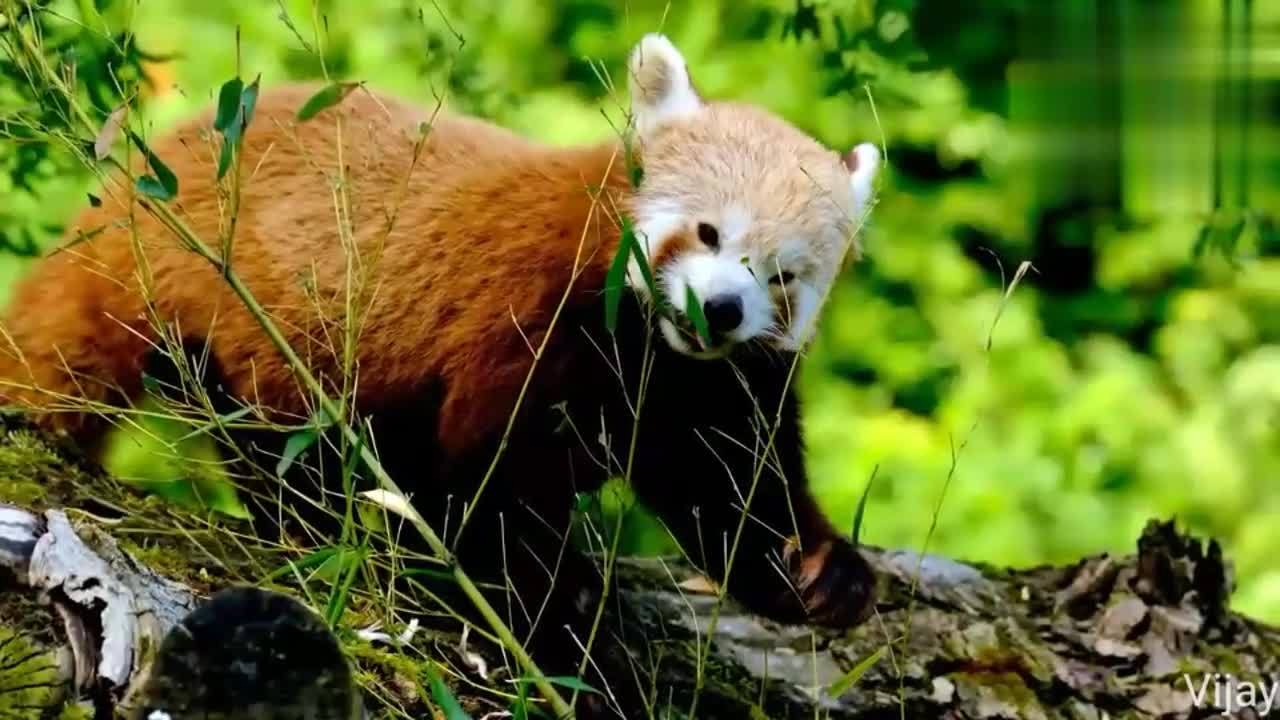 Cute animal panda#panda#animals