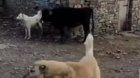 Confillect between dogs relsoved by cow