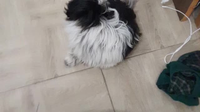 MOLEKINHO HAVORATH PERSONAL TRAINER (Part 1) #my9shihtzu