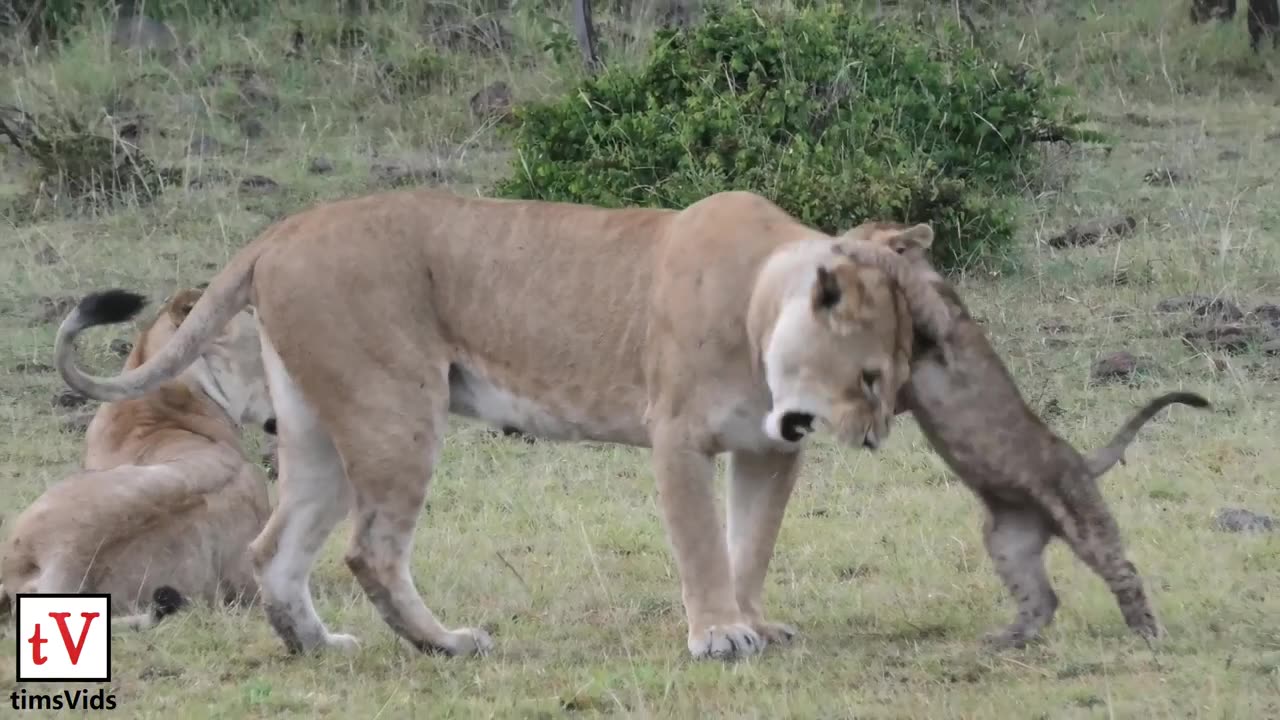 Nine Small Lion Cubs Annoying Their Parents