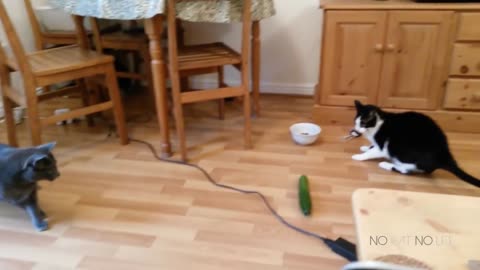 Cats vs cucumber