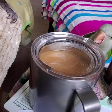 Sassy parrots trying to get owners coffee