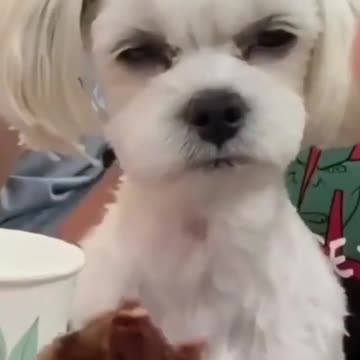 Doggy unimpressed 😡😡🤣
