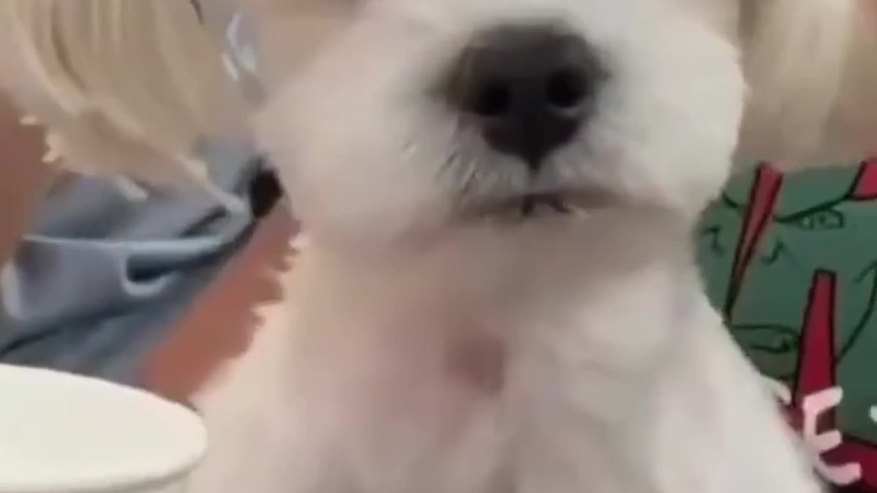 Doggy unimpressed 😡😡🤣