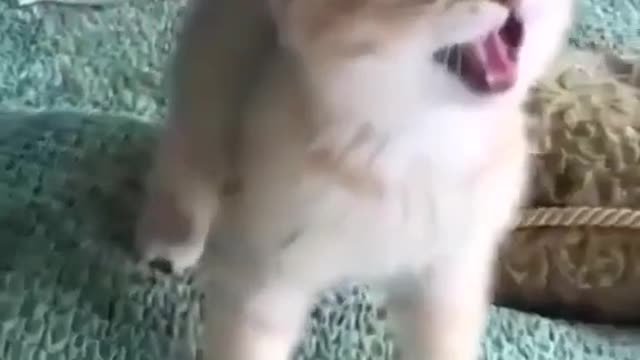 Cute Baby Cat Reaction