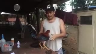 Cómo saber si tu gallo esta preparado para la pelea