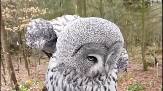 Owl Shake To The Music #funny #cute #cuteanimals