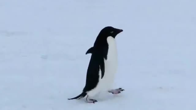 The penguin