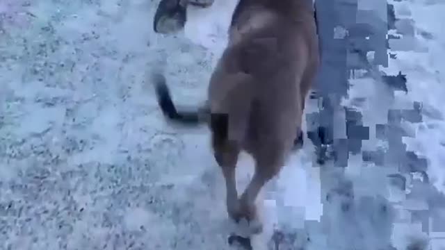 Funny dog catwalk