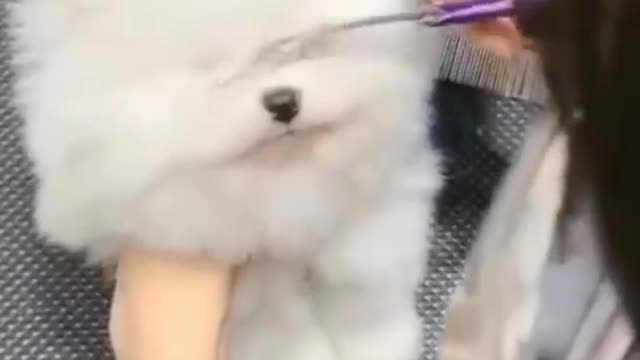 cute dog haircuts