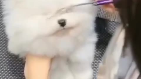 cute dog haircuts