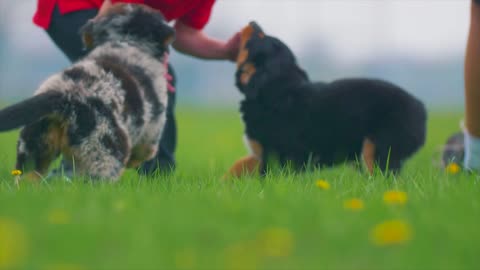 Nice dogs playing in the park part two.