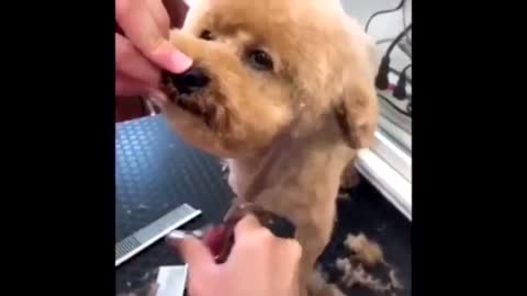 Funny moments whith animal.TOP 10 MOMENT