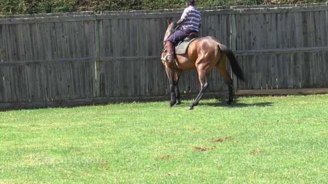 Lighten Your Horse to both Leg and Reins