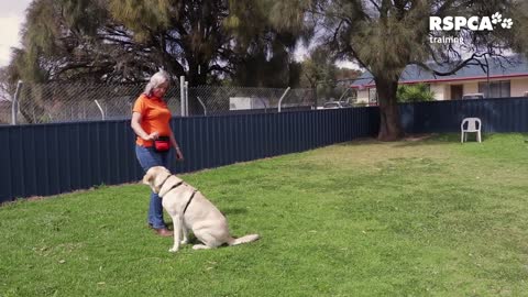 Free dog trainings how to teach your dog to sit and drop