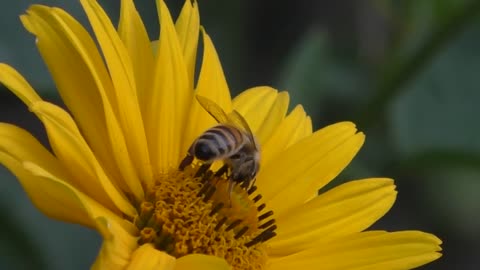 A bee on a rose