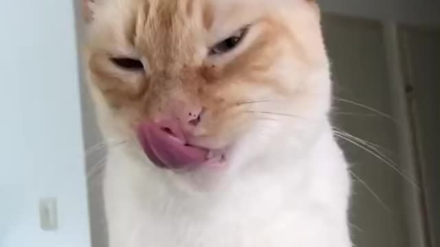 Siam cat yawning