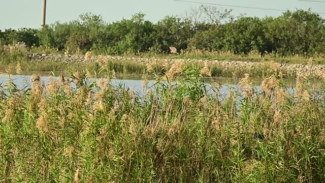 Large Bird Flying Over Water