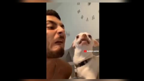 DOG NEW FUNNY VIDEO # 😆😆