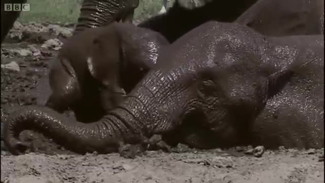 Precious Baby Elephant Stuck In Mud | BBC Earth