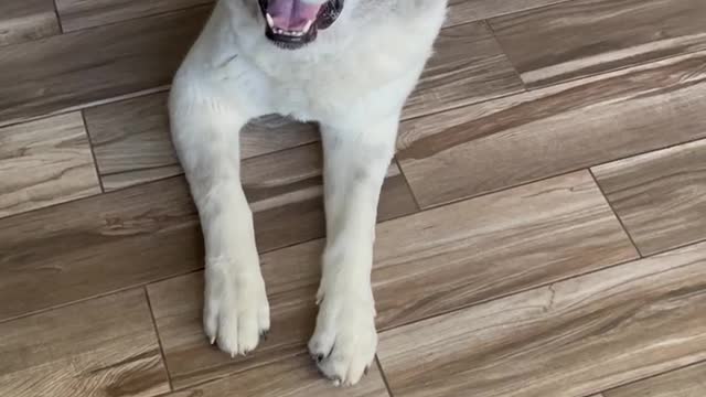 Stubborn Akita