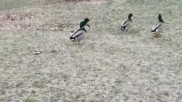 2 Moscovys & A Chick Episode 14: Jake emerges from the Pen!