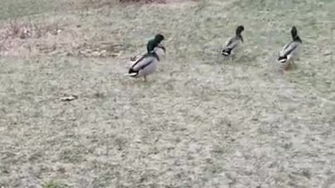 2 Moscovys & A Chick Episode 14: Jake emerges from the Pen!