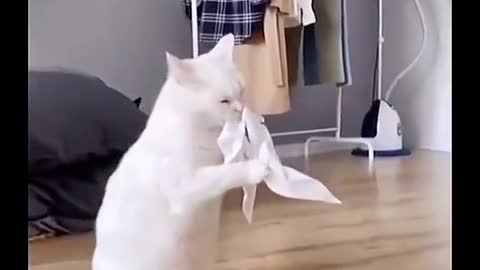 Funny Cats Try not to Laugh . Funny videos .