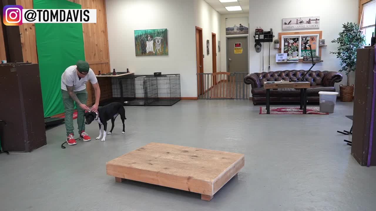 How to Train ANY DOG the basics - Dog Training foundation