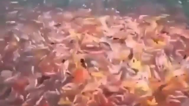 This is a beautiful and charming water-dwelling species