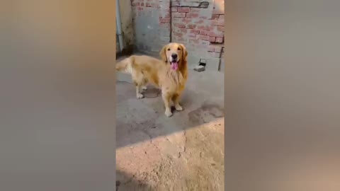 Golden Retriever Dog